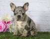 AKC Registered French Bulldog For Sale Millersburg, OH Female- Oreo