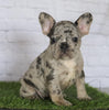 AKC Registered French Bulldog For Sale Millersburg, OH Female- Oreo