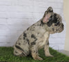 AKC Registered French Bulldog For Sale Millersburg, OH Female- Oreo