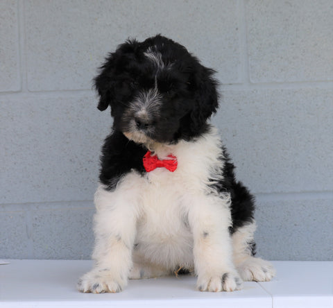 Newfypoo (Standard) For Sale Millersburg, OH Male- Pluto