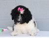 Newfypoo (Standard) For Sale Millersburg, OH Female- Daisy