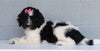 Newfypoo (Standard) For Sale Millersburg, OH Female- Daisy