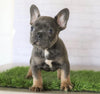 AKC Registered French Bulldog For Sale Millersburg, OH Male- Russel