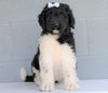Newfypoo (Standard) For Sale Millersburg, OH Female- Lexi