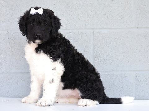 Newfypoo (Standard) For Sale Millersburg, OH Female- Lexi