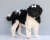 Newfypoo (Standard) For Sale Millersburg, OH Female- Lexi