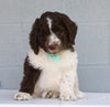 Newfypoo (Standard) For Sale Millersburg, OH Male- Rambo