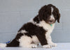 Newfypoo (Standard) For Sale Millersburg, OH Male- Rambo