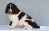 Newfypoo (Standard) For Sale Millersburg, OH Male- Rambo