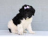 Newfypoo (Standard) For Sale Millersburg, OH Female- Sprinkles