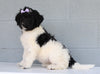 Newfypoo (Standard) For Sale Millersburg, OH Female- Sprinkles