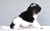 Newfypoo (Standard) For Sale Millersburg, OH Female- Sprinkles