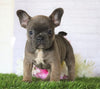 AKC Registered French Bulldog For Sale Millersburg, OH Female- Jenny