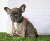 AKC Registered French Bulldog For Sale Millersburg, OH Female- Jenny