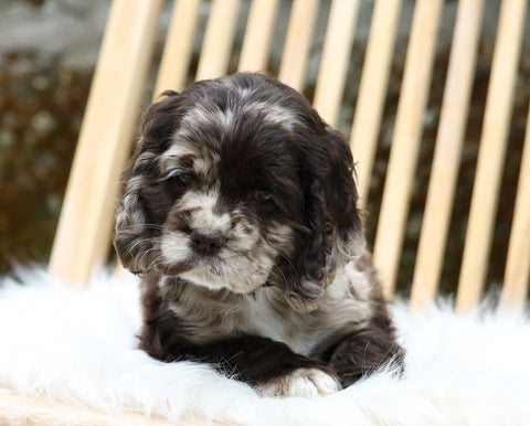 Cocker Spaniel For Sale Dundee, OH Female- Kyra