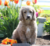Medium F1BB Goldendoodle For Sale Millersburg, OH Male- Jordan