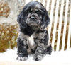 Cocker Spaniel For Sale Dundee, OH Male- Ford