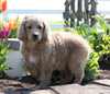 Medium F1BB Goldendoodle For Sale Millersburg, OH Male- Jordan