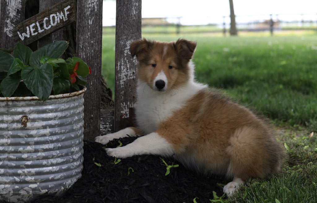 Akc Registered Collie Lassie For Sale Fredericksburg Oh Female Sad Ac Puppies Llc 