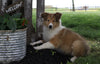 AKC Registered Collie (Lassie) For Sale Fredericksburg, OH Female- Sadie