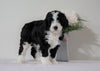 Bernedoodle For Sale Sugarcreek, OH Female- Princess