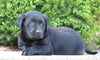 AKC Registered Labrador Retriever For Sale Sugarcreek, OH Male- Rambo