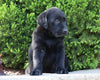 AKC Registered Labrador Retriever For Sale Sugarcreek, OH Male- Rambo