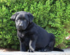 AKC Registered Labrador Retriever For Sale Sugarcreek, OH Male- Rambo