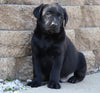 AKC Registered Labrador Retriever For Sale Sugarcreek, OH Male- Rambo