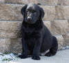 AKC Registered Labrador Retriever For Sale Sugarcreek, OH Male- Rambo