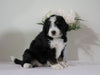 Bernedoodle (Standard) For Sale Sugarcreek, OH Female- Angel