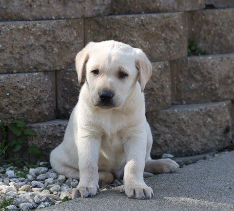 AKC Registered Labrador Retriever For Sale Sugarcreek, OH Male- Carter