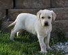 AKC Registered Labrador Retriever For Sale Sugarcreek, OH Male- Carter