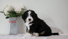 Bernedoodle (Standard) For Sale Sugarcreek, OH Female- Angel