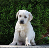 AKC Registered Labrador Retriever For Sale Sugarcreek, OH Male- Carter