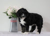 Bernedoodle (Standard) For Sale Sugarcreek, OH Female- Heidi