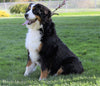 AKC Registered Bernese Mountain Dog For Sale Sugarcreek, OH Female- Willow