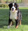 AKC Registered Bernese Mountain Dog For Sale Sugarcreek, OH Female- Willow