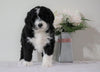Bernedoodle (Standard) For Sale Sugarcreek, OH Female- Roxy