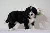 Bernedoodle (Standard) For Sale Sugarcreek, OH Female- Roxy