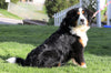 AKC Registered Bernese Mountain Dog For Sale Sugarcreek, OH Female- Willow