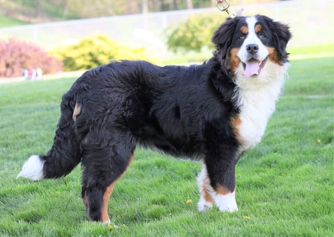 AKC Registered Bernese Mountain Dog For Sale Sugarcreek, OH Female- Willow