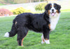 AKC Registered Bernese Mountain Dog For Sale Sugarcreek, OH Female- Willow