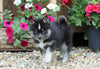 Mini Pomsky For Sale Warsaw, OH Female- Molly