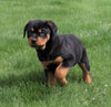 AKC Registered Rottweiler For Sale Sugarcreek, OH Male- Harley