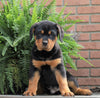 AKC Registered Rottweiler For Sale Sugarcreek, OH Male- Harley
