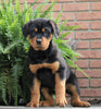 AKC Registered Rottweiler For Sale Sugarcreek, OH Male- Harley