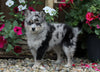 Mini Pomsky For Sale Warsaw, OH Male- Mac