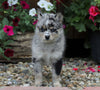 Mini Pomsky For Sale Warsaw, OH Male- Mac
