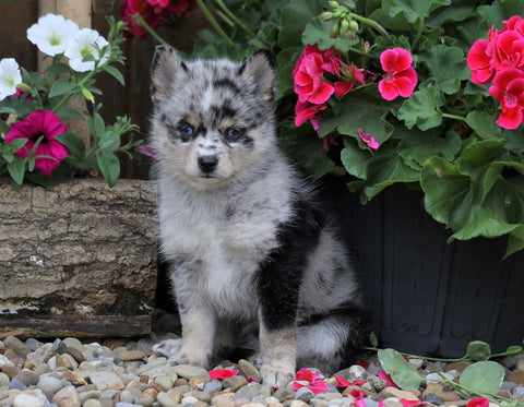 Mini Pomsky For Sale Warsaw, OH Male- Mac